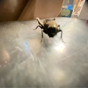 Meet your Posher, Braden